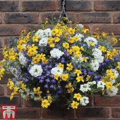 New Arrival -Vedicayur Store SHER T47646 B