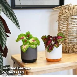 Solenostemon Scutellarioides 'Mix' -Vedicayur Store SOLE SCUTELLAR T47690