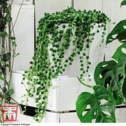Senecio 'String Of Pearls' -Vedicayur Store SOP pearls