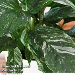 Spathiphyllum 'Diamond' -Vedicayur Store SPAT DIAMOND T48401