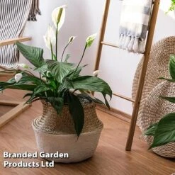 Spathiphyllum 'Sweet Silvio Air So Pure'