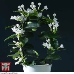 Stephanotis Floribunda On A Hoop -Vedicayur Store STEP KB2262 B