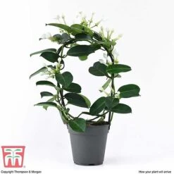Stephanotis Floribunda On A Hoop -Vedicayur Store STEP KB2262 D