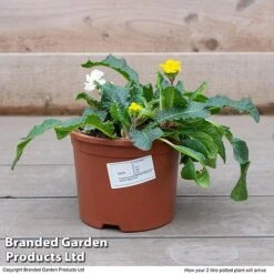 Stock 'Most Scented Mix' -Vedicayur Store STOC P6106 F