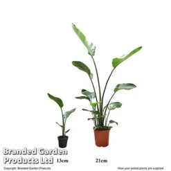 Strelitzia Nicolai -Vedicayur Store STRE 13CM21CM T52676