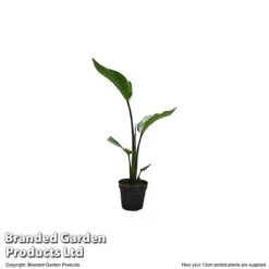 Strelitzia Nicolai -Vedicayur Store STRE NICOL13CM T52491