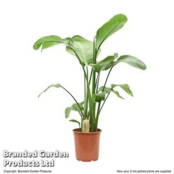 Strelitzia Nicolai -Vedicayur Store STRE NICOL21CM T50834