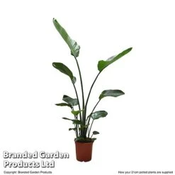 Strelitzia Nicolai -Vedicayur Store STRE NICOL21CM T52495