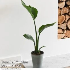 Strelitzia Nicolai -Vedicayur Store STRE NICOLAI T52492