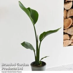 Strelitzia Nicolai -Vedicayur Store STRE NICOLAI T52493