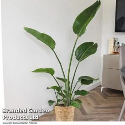 Strelitzia Nicolai -Vedicayur Store STRE NICOLAI T52496