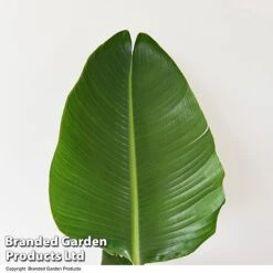 Strelitzia Nicolai -Vedicayur Store STRE NICOLAI T52498