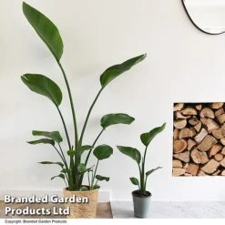 Strelitzia Nicolai -Vedicayur Store STRE NICOLAI T52500