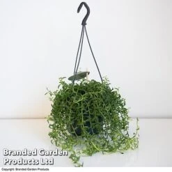 Senecio Peregrinus 'String Of Dolphins' -Vedicayur Store STRI DOLP D