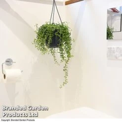 Senecio Peregrinus 'String Of Dolphins' -Vedicayur Store STRI DOLP E