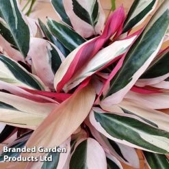 Stromanthe Sanguinea 'Triostar' 10 Stromanthe Sanguinea 'Triostar' -Vedicayur Store STRO TRIOSTAR KF1299 B