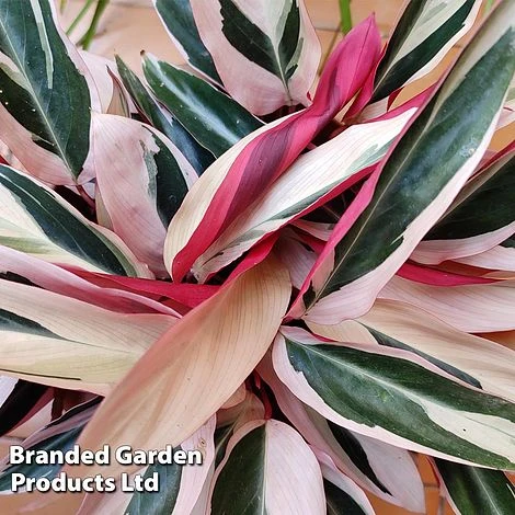 Stromanthe Sanguinea 'Triostar' 4 Stromanthe Sanguinea 'Triostar' - Image 4