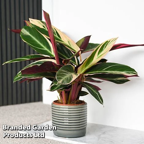 Stromanthe Sanguinea 'Triostar' 1 Stromanthe Sanguinea 'Triostar'