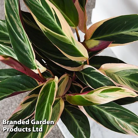 Stromanthe Sanguinea 'Triostar' 2 Stromanthe Sanguinea 'Triostar' - Image 2
