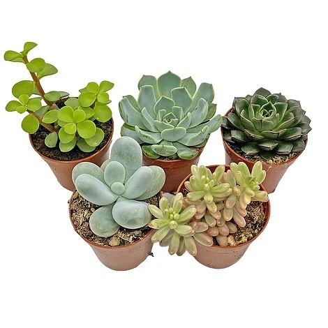 5 Succulent Starter Plant Collection Indoor Cacti Houseplants Terrarium Plants 2 5 Succulent Starter Plant Collection Indoor Cacti Houseplants Terrarium Plants - Image 2