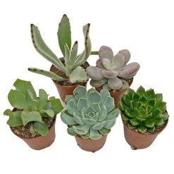 5 Succulent Starter Plant Collection Indoor Cacti Houseplants Terrarium Plants 7 5 Succulent Starter Plant Collection Indoor Cacti Houseplants Terrarium Plants -Vedicayur Store SUCC 4