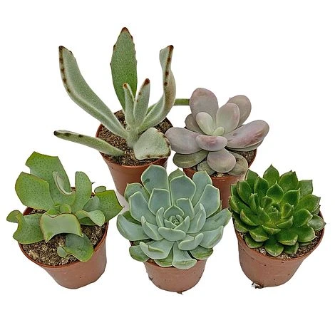 5 Succulent Starter Plant Collection Indoor Cacti Houseplants Terrarium Plants 3 5 Succulent Starter Plant Collection Indoor Cacti Houseplants Terrarium Plants - Image 3