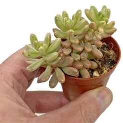 5 Succulent Starter Plant Collection Indoor Cacti Houseplants Terrarium Plants 8 5 Succulent Starter Plant Collection Indoor Cacti Houseplants Terrarium Plants -Vedicayur Store SUCC 7