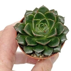5 Succulent Starter Plant Collection Indoor Cacti Houseplants Terrarium Plants 9 5 Succulent Starter Plant Collection Indoor Cacti Houseplants Terrarium Plants -Vedicayur Store SUCC 9