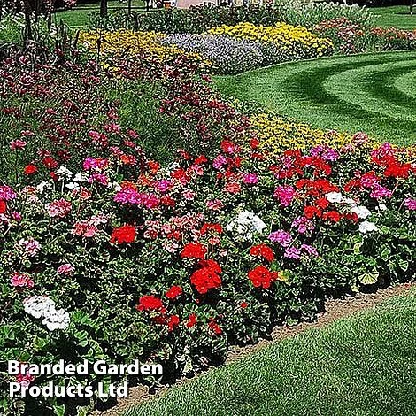 Summer Garden Plant Collection 2 Summer Garden Plant Collection - Image 2