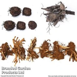 Summer Plant Collection -Vedicayur Store SUMM KF4124 ARRIVE1