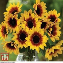 Sunflower SunBelievable&trade; 'Brown Eyed Girl' -Vedicayur Store SUNB TKA1036 C