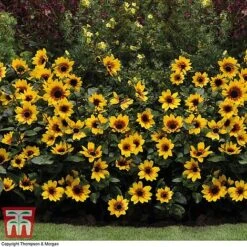 Sunflower SunBelievable&trade; 'Brown Eyed Girl' -Vedicayur Store SUNF TKA1036 F