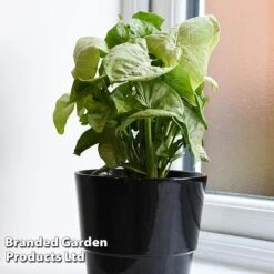 Syngonium 'Confetti' -Vedicayur Store SYNG CONFETTI WKF1207 C