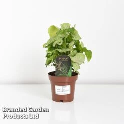 Syngonium 'Confetti' -Vedicayur Store SYNG CONFETTI WKF1207 D