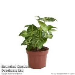 Syngonium 'Pixie' -Vedicayur Store SYNG PIXIE12CM T48225