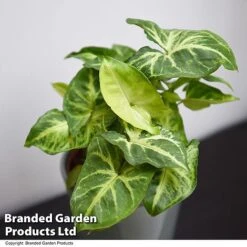 Syngonium 'Pixie' -Vedicayur Store SYNG PIXIE T48228