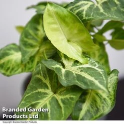 Syngonium 'Pixie' -Vedicayur Store SYNG PIXIE T48229