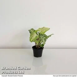 Syngonium 'White Butterfly' -Vedicayur Store SYNG WHITEB6CM T35116