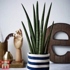 Sansevieria 'Fernwood' -Vedicayur Store SanF2