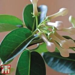 Stephanotis Floribunda On A Hoop -Vedicayur Store Steph