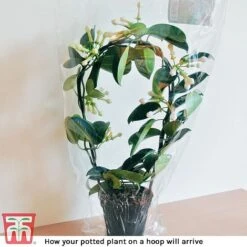 Stephanotis Floribunda On A Hoop -Vedicayur Store Steph arrive