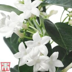 Stephanotis Floribunda On A Hoop -Vedicayur Store Steph3