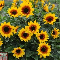 Sunflower SunBelievable&trade; 'Brown Eyed Girl' -Vedicayur Store Sunbelieveable 2