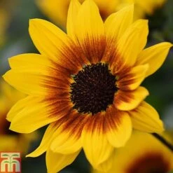 Sunflower SunBelievable&trade; 'Brown Eyed Girl' -Vedicayur Store Sunvbelievable 1