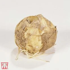 Fritillaria Imperialis 'Red' 7 Fritillaria Imperialis 'Red' -Vedicayur Store T10516 FRIT 1