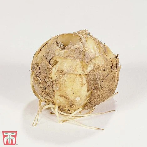 Fritillaria Imperialis 'Red' 4 Fritillaria Imperialis 'Red' - Image 4