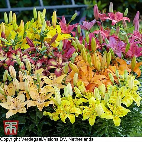Lily Asiatic Mix (Ground Cover) 1 Lily Asiatic Mix (Ground Cover)
