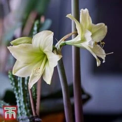 Amaryllis 'Lemon Star' -Vedicayur Store T46576 AMAR 1