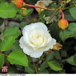 Rose 'Easy Elegance Snowdrift' (Shrub Rose)