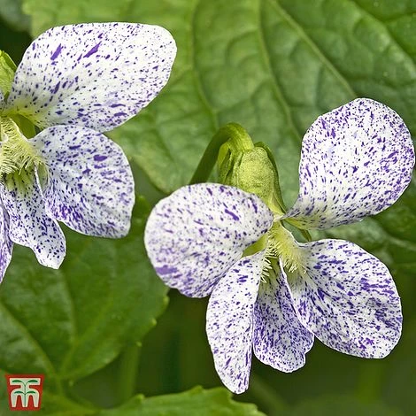 Viola Sororia 'Freckles' 1 Viola Sororia 'Freckles'